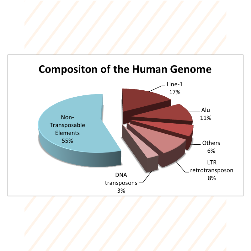 EpigenDx composition of the Human Genome Pie Chart