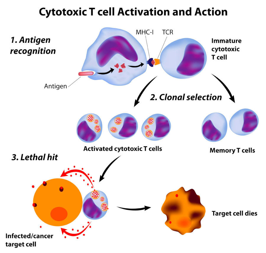 epigendx_section-tcell1-cytotoxic T cell activation